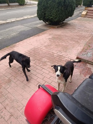 Florian – ein stiller Kämpfer sucht sein Glück, Mischling - Rüde