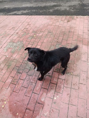 Florian – ein stiller Kämpfer sucht sein Glück, Mischling - Rüde