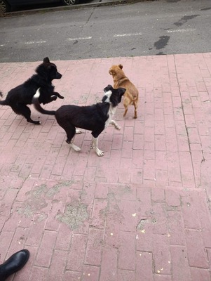 Florian – ein stiller Kämpfer sucht sein Glück, Mischling - Rüde