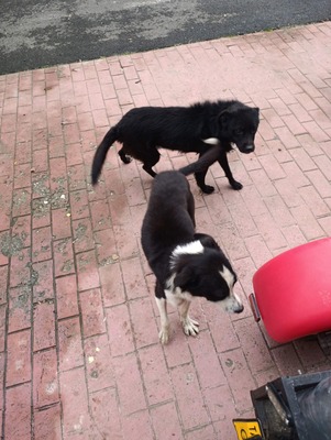 Florian – ein stiller Kämpfer sucht sein Glück, Mischling - Rüde