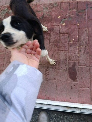 Florian – ein stiller Kämpfer sucht sein Glück, Mischling - Rüde