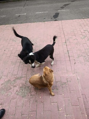 Florian – ein stiller Kämpfer sucht sein Glück, Mischling - Rüde