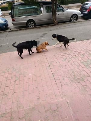 Florian – ein stiller Kämpfer sucht sein Glück, Mischling - Rüde