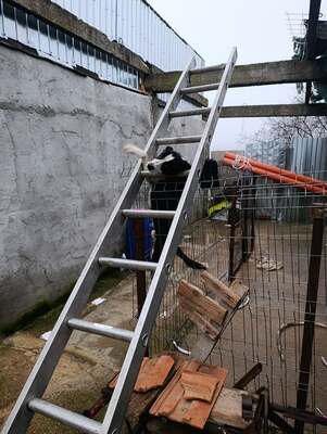 Florian – ein stiller Kämpfer sucht sein Glück, Mischling - Rüde