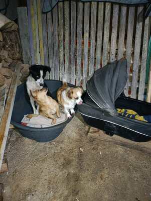 Florian – ein stiller Kämpfer sucht sein Glück, Mischling - Rüde