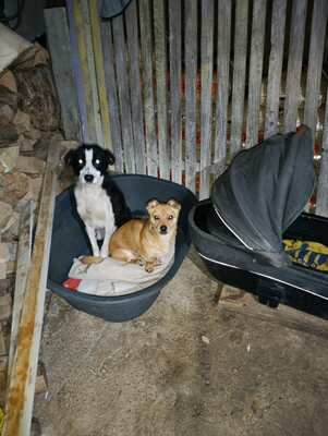 Florian – ein stiller Kämpfer sucht sein Glück, Mischling - Rüde