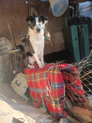 Florian – ein stiller Kämpfer sucht sein Glück, Mischling - Rüde