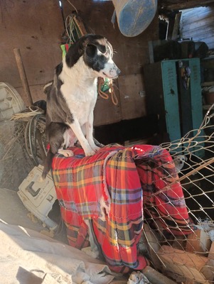 Florian – ein stiller Kämpfer sucht sein Glück, Mischling - Rüde