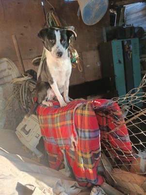 Florian – ein stiller Kämpfer sucht sein Glück, Mischling - Rüde