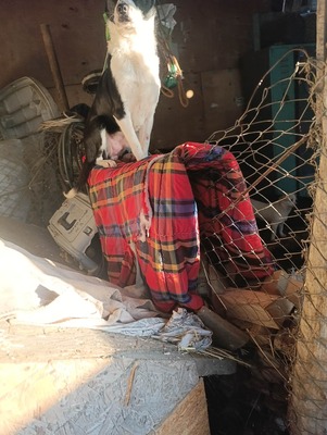 Florian – ein stiller Kämpfer sucht sein Glück, Mischling - Rüde