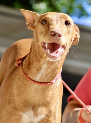 Florinda, Podenco Andaluz - Hündin 1