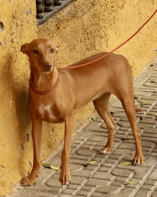 Florinda, Podenco Andaluz - Hündin