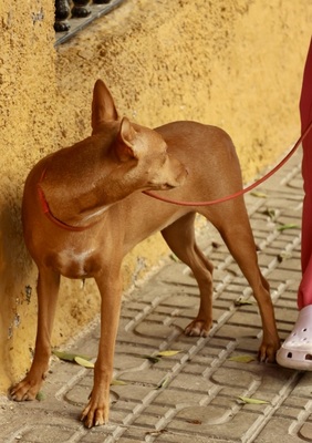 Florinda, Podenco Andaluz - Hündin