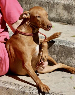 Florinda, Podenco Andaluz - Hündin