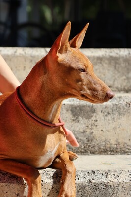 Florinda, Podenco Andaluz - Hündin