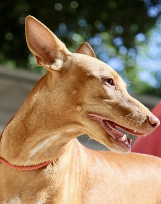 Florinda, Podenco Andaluz - Hündin