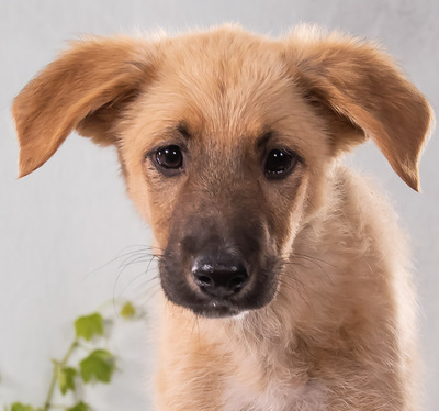 Floyd - ein toller Bursche (Pflegestelle 79241 Ihringen), Mischling - Rüde