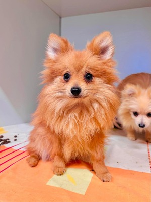 😍 Fluffernick, auf Pflegestelle Rüde - aktiv und verspielt, Spitz-Mix - Rüde