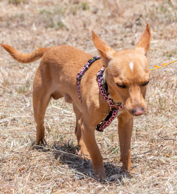 Fofinho - ein süßer Fratz, Zwergpinscher - Rüde