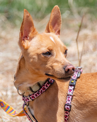 Fofinho - ein süßer Fratz, Zwergpinscher - Rüde