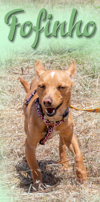 Fofinho - ein süßer Fratz, Zwergpinscher - Rüde
