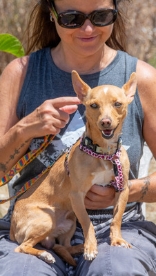 Fofinho - ein süßer Fratz, Zwergpinscher - Rüde