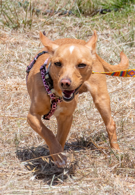 Fofinho - ein süßer Fratz, Zwergpinscher - Rüde