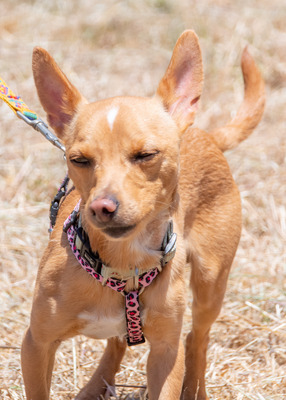 Fofinho - ein süßer Fratz, Zwergpinscher - Rüde