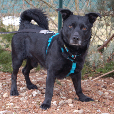 Forest, Mischling - Rüde