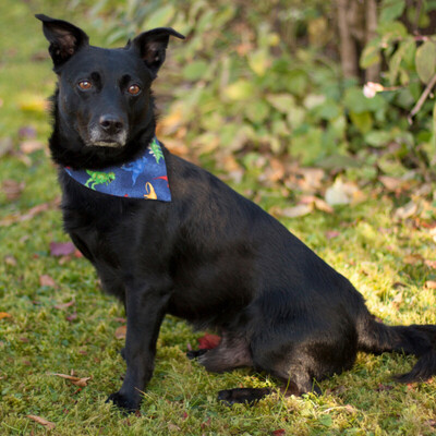 Forest, Mischling - Rüde