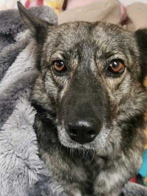 Fortuna, Mix - Hündin