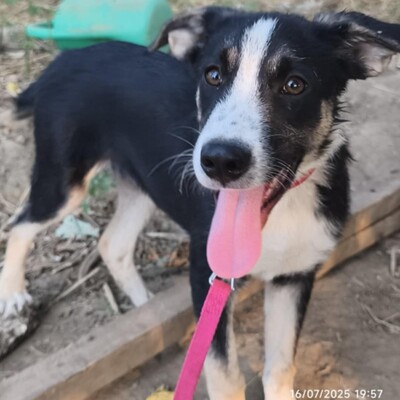 Fotis - eine sensibler  junger Rüde