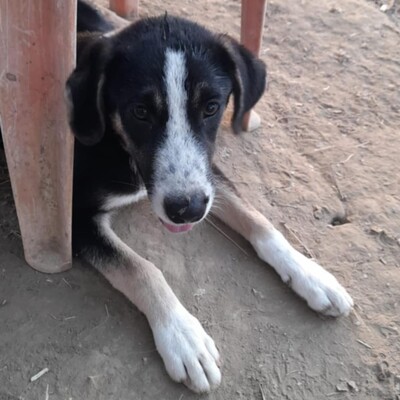 Fotis - eine sensibler junger Rüde, Mischling - Rüde