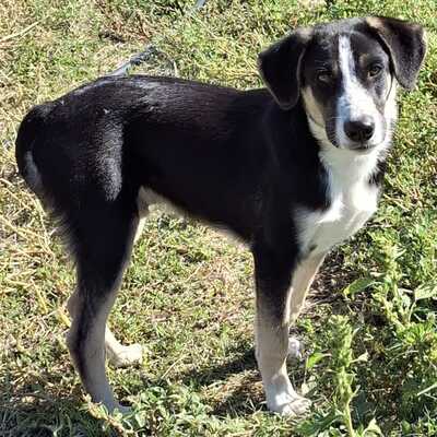 Fotis - eine sensibler junger Rüde, Mischling - Rüde