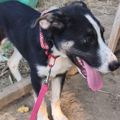 Fotis - eine sensibler junger Rüde, Mischling - Rüde