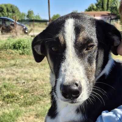 Fotis - eine sensibler junger Rüde, Mischling - Rüde