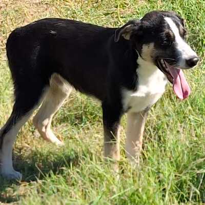 Fotis - eine sensibler junger Rüde, Mischling - Rüde