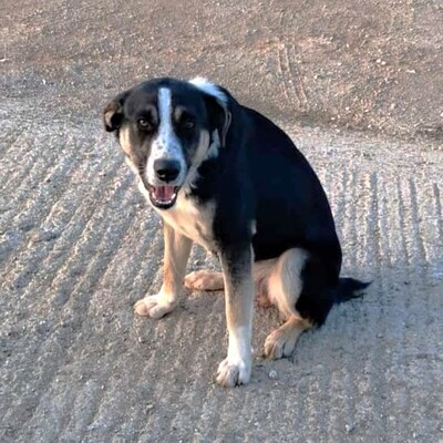 Fotis - freundlich, aber zurückhaltend, Mischling - Rüde