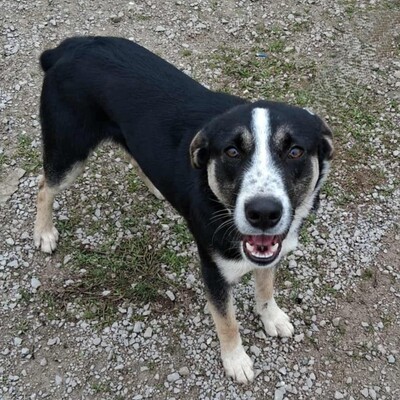 Fotis - freundlich, aber zurückhaltend, Mischling - Rüde