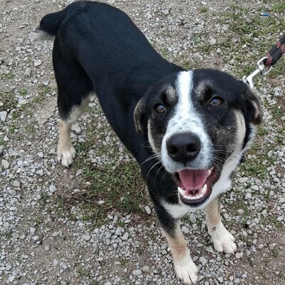 Fotis - freundlich, aber zurückhaltend, Mischling - Rüde