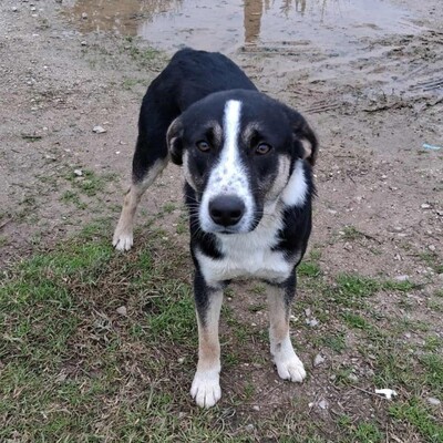 Fotis - freundlich, aber zurückhaltend, Mischling - Rüde