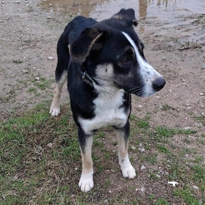 Fotis - freundlich, aber zurückhaltend, Mischling - Rüde