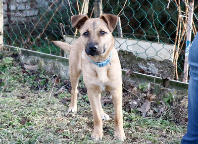 Fox - Vorsichtiger Junghund, ca. 6 Monate/33cm/9kg, Mischling Welpen - Rüde