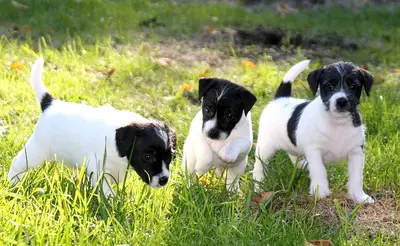 Foxburys Im Your Huckleberry, Parson Russel Terrier, reinrassig Welpen - Rüde