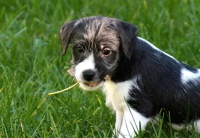 Foxburys Im Your Huckleberry, Parson Russel Terrier, reinrassig Welpen - Rüde