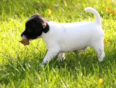 Foxburys Im Your Huckleberry, Parson Russel Terrier, reinrassig Welpen - Rüde