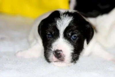 Foxburys Im Your Huckleberry, Parson Russel Terrier, reinrassig Welpen - Rüde