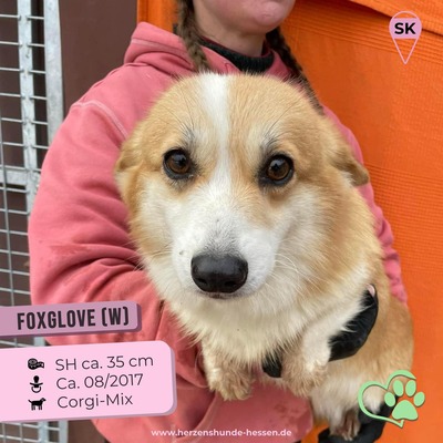 😍 Foxglove (w), 6 Jahre, 35 cm, Slowakei - niedlich und sozial, Corgi-Mix - Hündin