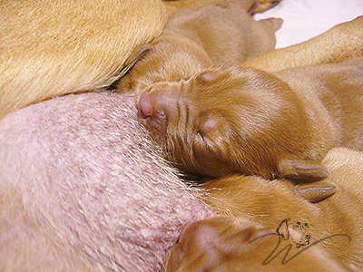 Foxred Labrador Welpen, Labrador Retriever (Welpen) Welpen - Rüde