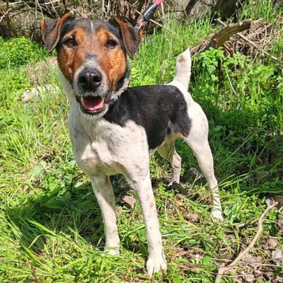 💥Foxterrier Ozzy ist ein sehr lieber lernfreudiger kleiner Bub 💥, Foxterrier - Rüde